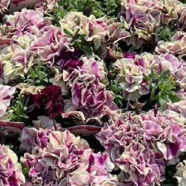 ペチュニア：フレルSPカラー　フロマージュベリー3-3.5号ポット