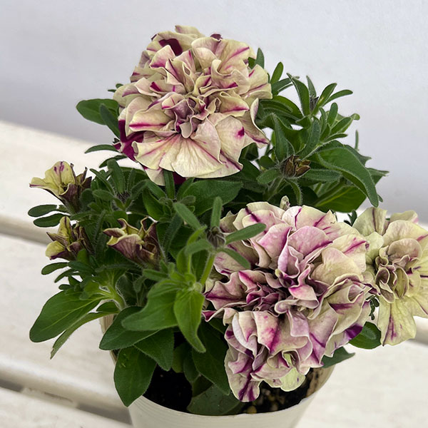 ペチュニア：フレルSPカラー　フロマージュベリー3-3.5号ポット