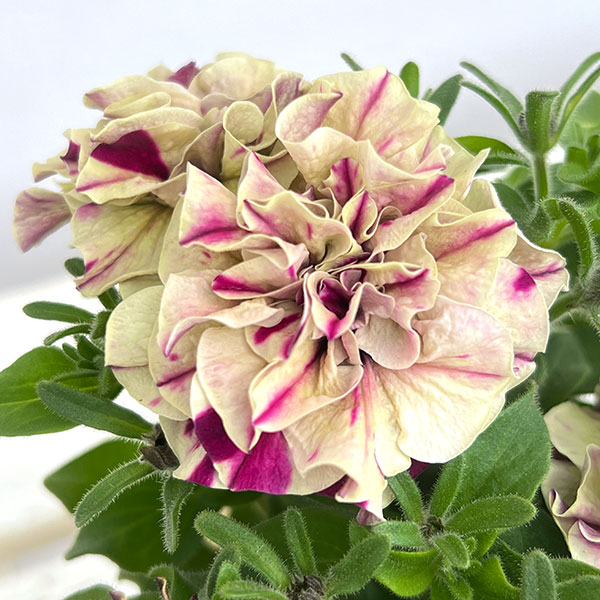 ペチュニア：フレルSPカラー　フロマージュベリー3-3.5号ポット