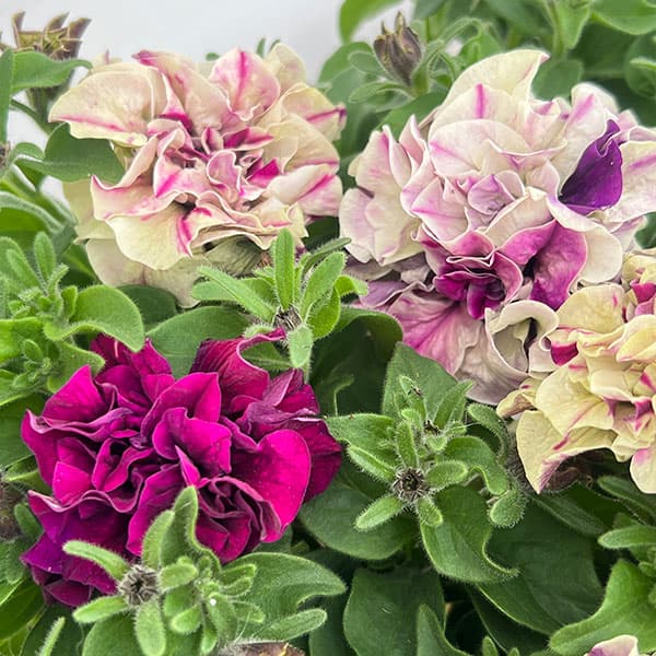 ペチュニア：フレルSPカラー　フロマージュベリー3-3.5号ポット