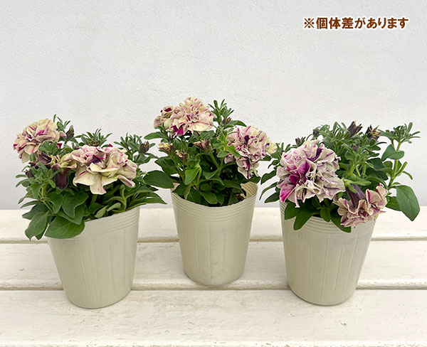 ペチュニア：フレルSPカラー　フロマージュベリー3-3.5号ポット