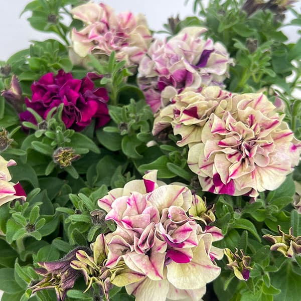 ペチュニア：フレルSPカラー　フロマージュベリー3-3.5号ポット