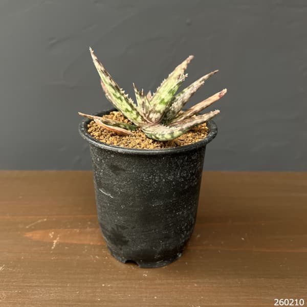 アロエ：フラギリス　3号鉢植え