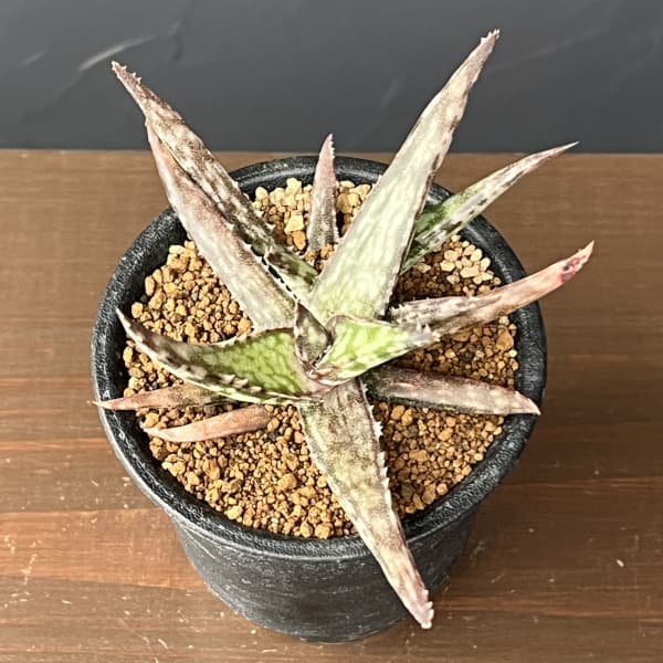 アロエ：フラギリス　3号鉢植え