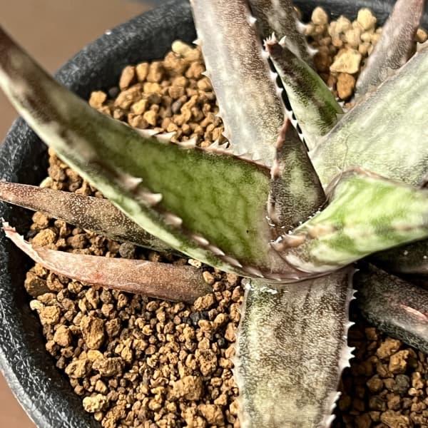 アロエ：フラギリス　3号鉢植え