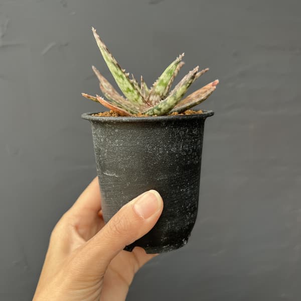 アロエ：フラギリス　3号鉢植え