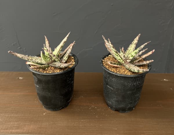 アロエ：フラギリス　3号鉢植え