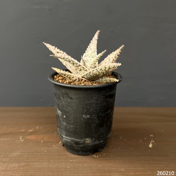 アロエ：ドリアンブラック　3号鉢植え