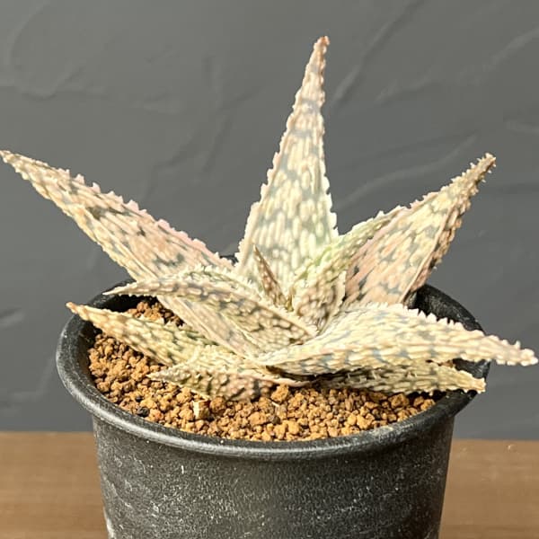 アロエ：ドリアンブラック　3号鉢植え