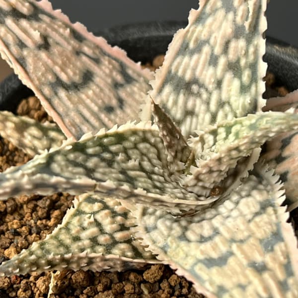 アロエ：ドリアンブラック　3号鉢植え