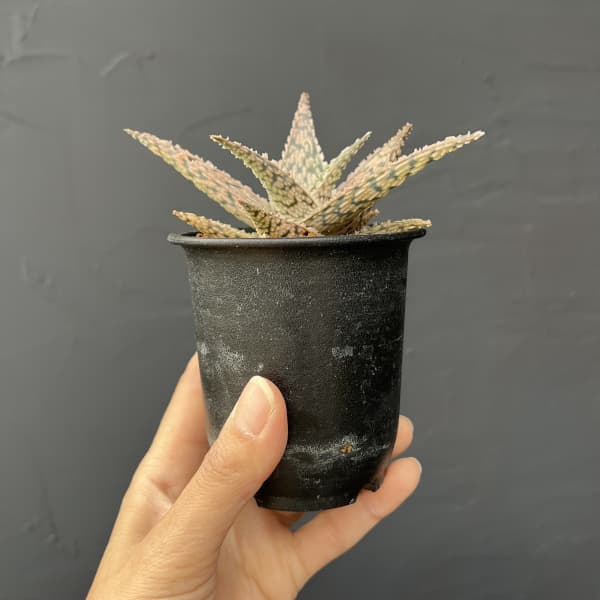 アロエ：ドリアンブラック　3号鉢植え