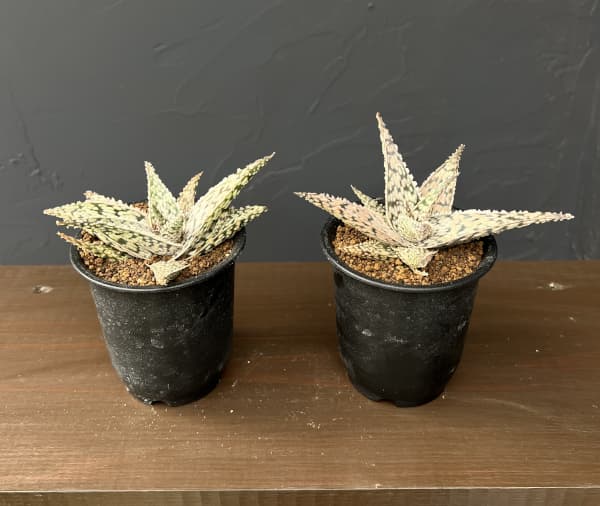 アロエ：ドリアンブラック　3号鉢植え