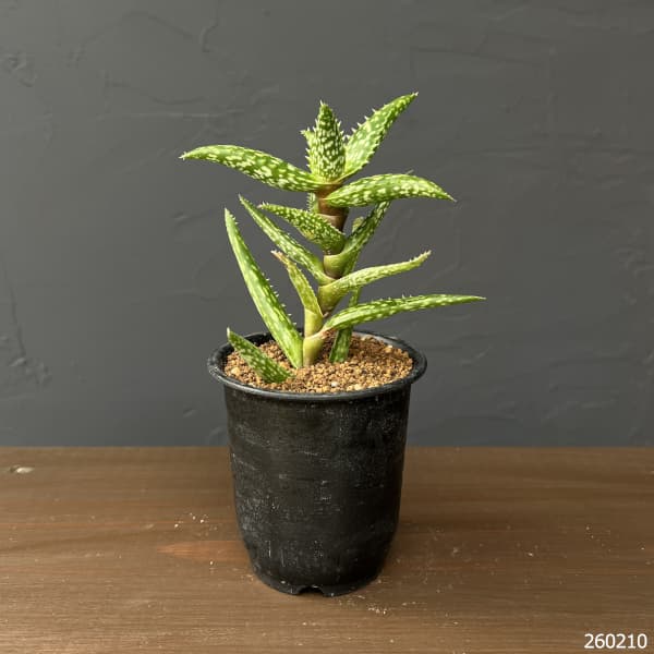 アロエ：ソマリエンシス　3号鉢植え