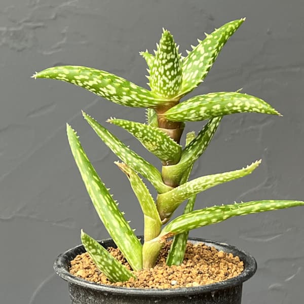 アロエ：ソマリエンシス　3号鉢植え