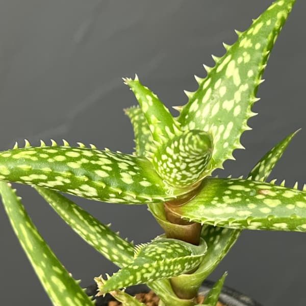 アロエ：ソマリエンシス　3号鉢植え