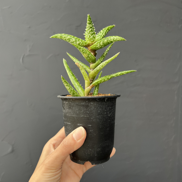 アロエ：ソマリエンシス　3号鉢植え