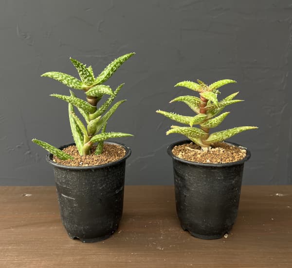 アロエ：ソマリエンシス　3号鉢植え