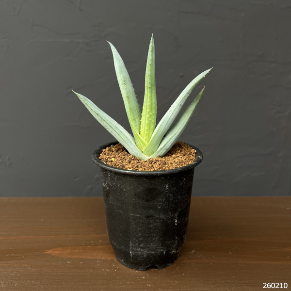 アロエ：リネアータ　3号鉢植え
