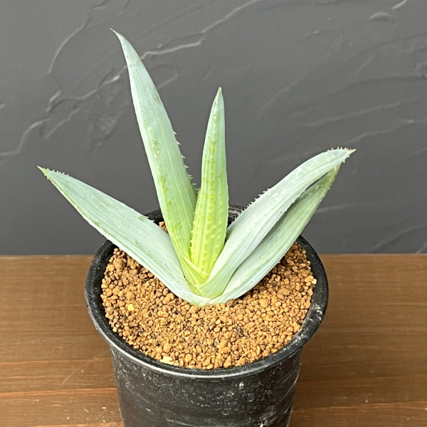 アロエ：リネアータ　3号鉢植え