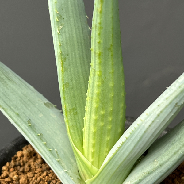 アロエ：リネアータ　3号鉢植え