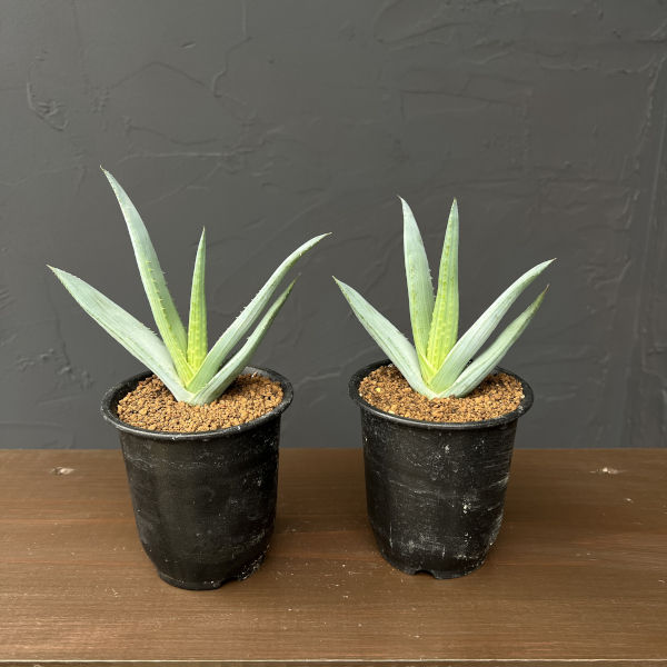 アロエ：リネアータ　3号鉢植え