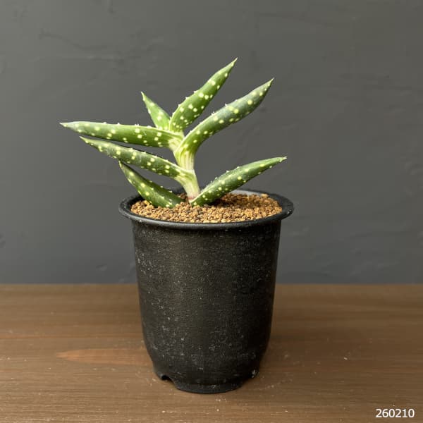 アロエ：アレ二コラ　3号鉢植え