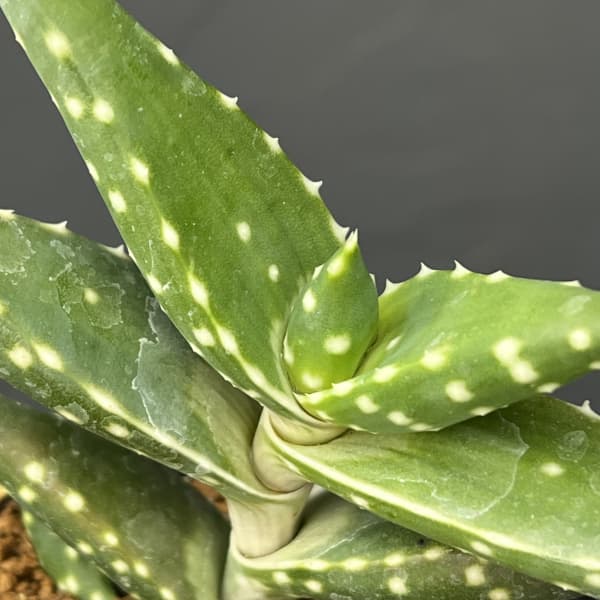 アロエ：アレ二コラ　3号鉢植え