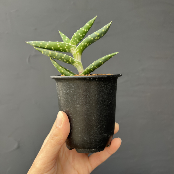 アロエ：アレ二コラ　3号鉢植え