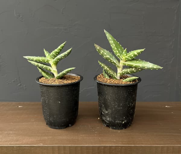 アロエ：アレ二コラ　3号鉢植え