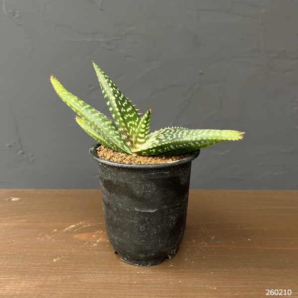 アロエ：ラティフォリア　3号鉢植え