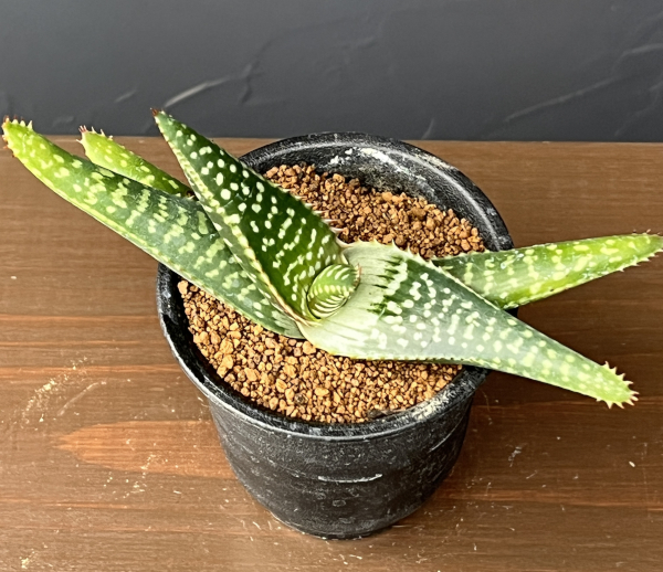 アロエ：ラティフォリア　3号鉢植え