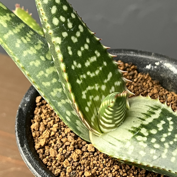 アロエ：ラティフォリア　3号鉢植え