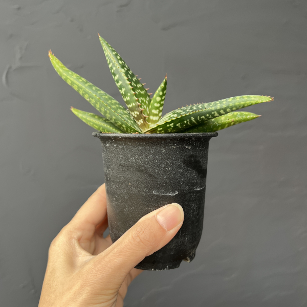 アロエ：ラティフォリア　3号鉢植え