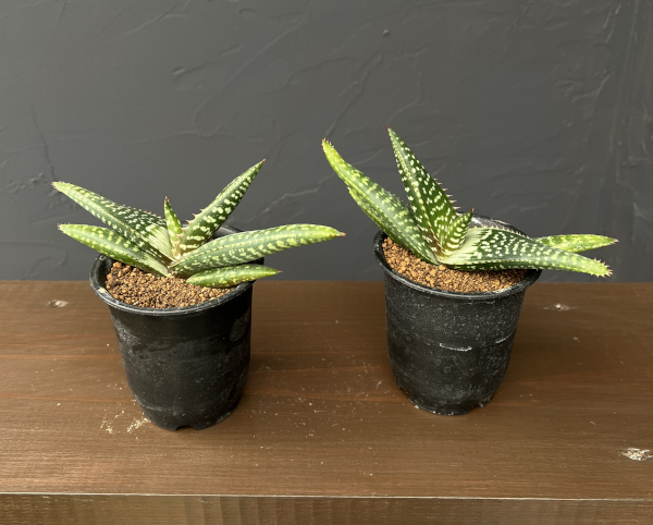 アロエ：ラティフォリア　3号鉢植え