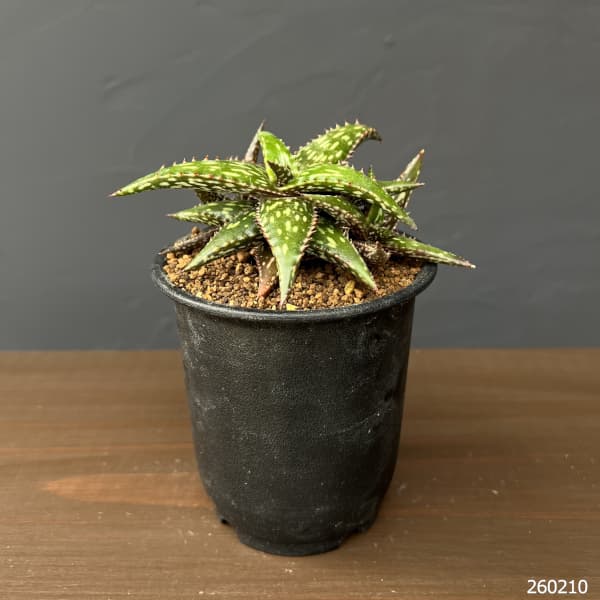 アロエ：ジュクンダ　3号鉢植え