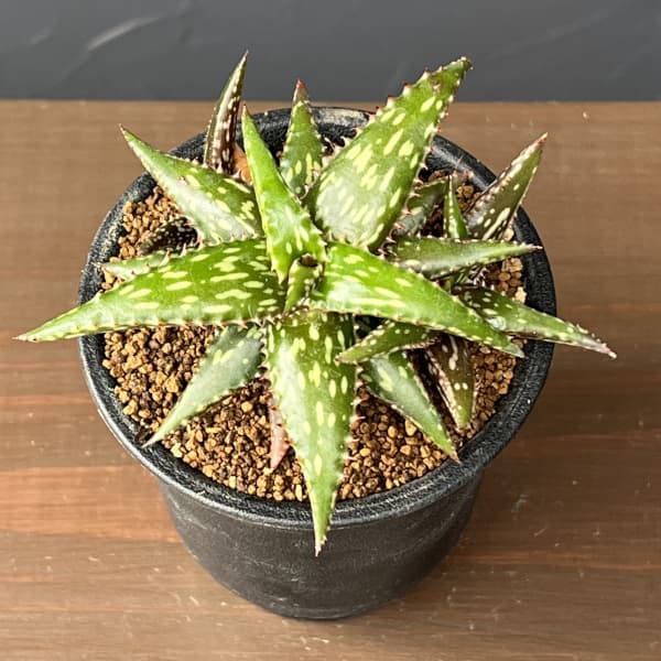 アロエ：ジュクンダ　3号鉢植え