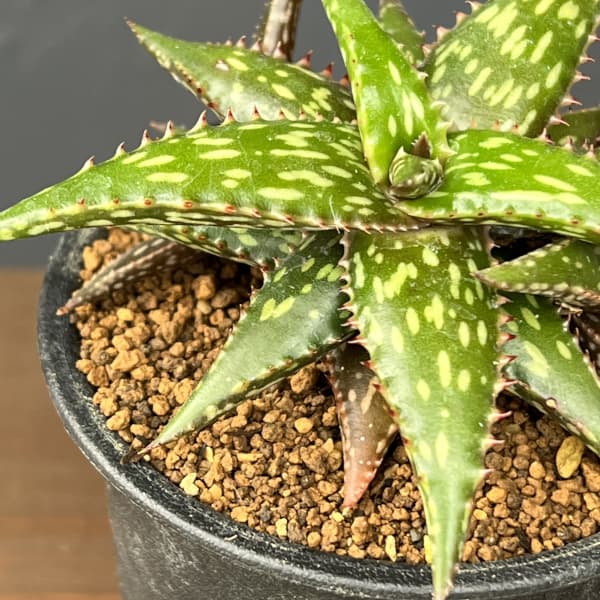 アロエ：ジュクンダ　3号鉢植え