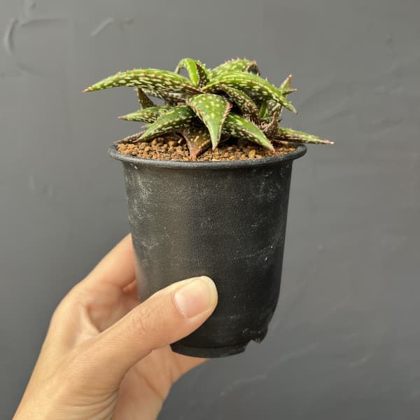 アロエ：ジュクンダ　3号鉢植え