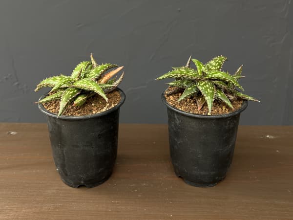 アロエ：ジュクンダ　3号鉢植え