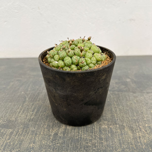 コノフィツム（原種系）：ミニマム　3.5号ポット26-01