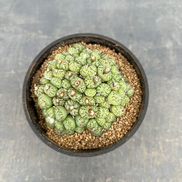 コノフィツム（原種系）：ミニマム　3.5号ポット26-01