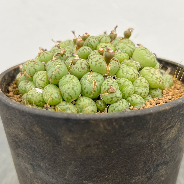 コノフィツム（原種系）：ミニマム　3.5号ポット26-01