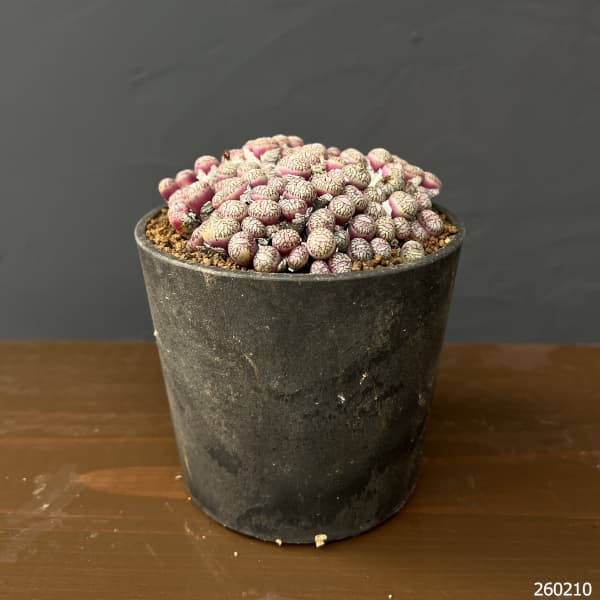 コノフィツム（原種系）：ユビフォルメ　プレパラタム　3.5号ポット26-01