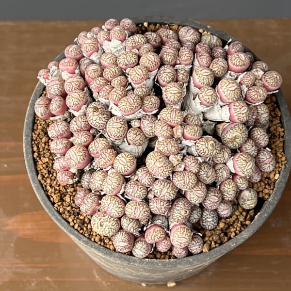 コノフィツム（原種系）：ユビフォルメ　プレパラタム　3.5号ポット26-01