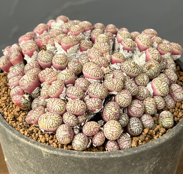 コノフィツム（原種系）：ユビフォルメ　プレパラタム　3.5号ポット26-01