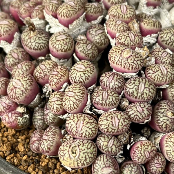 コノフィツム（原種系）：ユビフォルメ　プレパラタム　3.5号ポット26-01