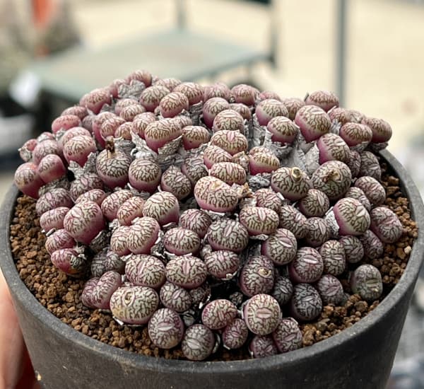 コノフィツム（原種系）：ユビフォルメ　プレパラタム　3.5号ポット26-01