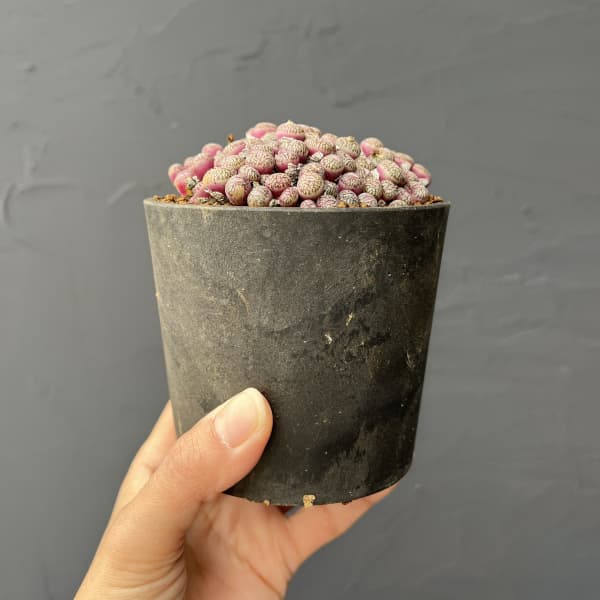 コノフィツム（原種系）：ユビフォルメ　プレパラタム　3.5号ポット26-01