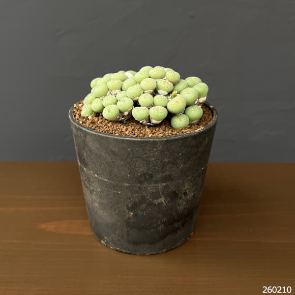 コノフィツム（原種系）：トルカツム　トランスルーセンス　3.5号ポット