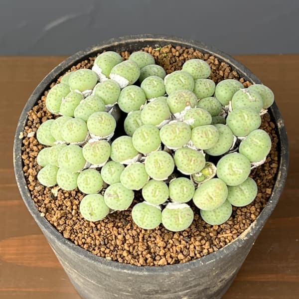 コノフィツム（原種系）：トルカツム　トランスルーセンス　3.5号ポット